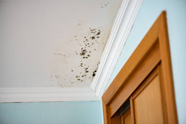 Best HVAC Mold Remediation in Penhook, VA