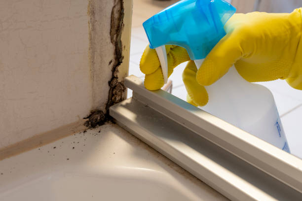 Best Residential Mold Remediation in Penhook, VA
