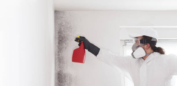 Best DIY Mold Remediation Support Services in Penhook, VA
