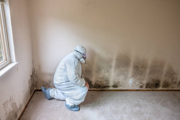 Best Mold Testing and Inspection Services in Penhook, VA