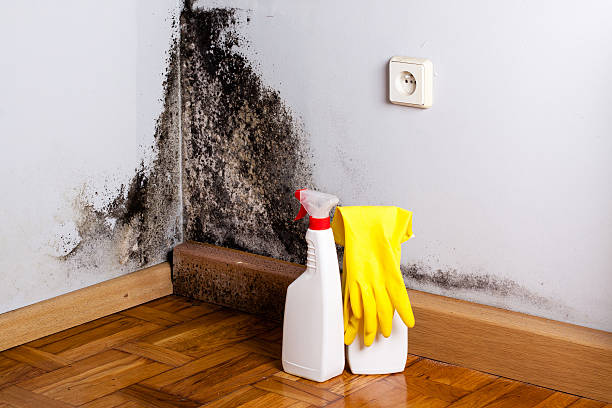 Best Commercial Mold Remediation in Penhook, VA