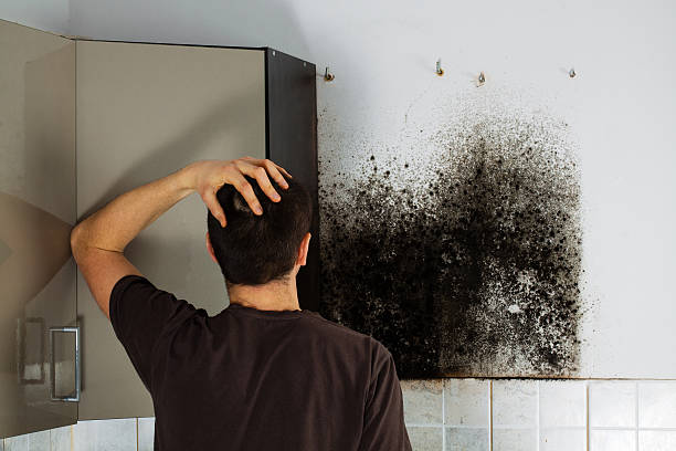 Best Commercial Mold Remediation in Penhook, VA