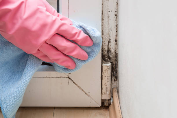 Best Kitchen Mold Remediation in Penhook, VA