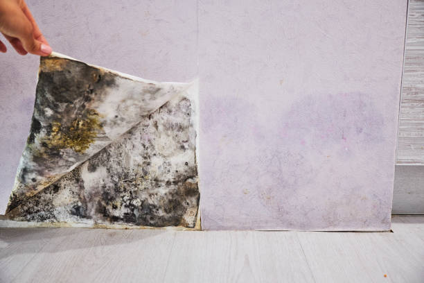Best Preventive Mold Services in Penhook, VA